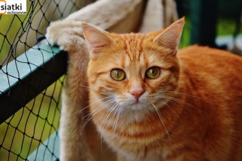 Siatki Radomsko - Siatka sznurkowa na balkon dla kota dla terenów Radomska