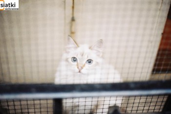 Siatki Radomsko - Siatka dla kota na balkon z małym oczkiem dla terenów Radomska